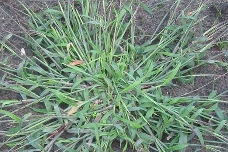 crabgrass