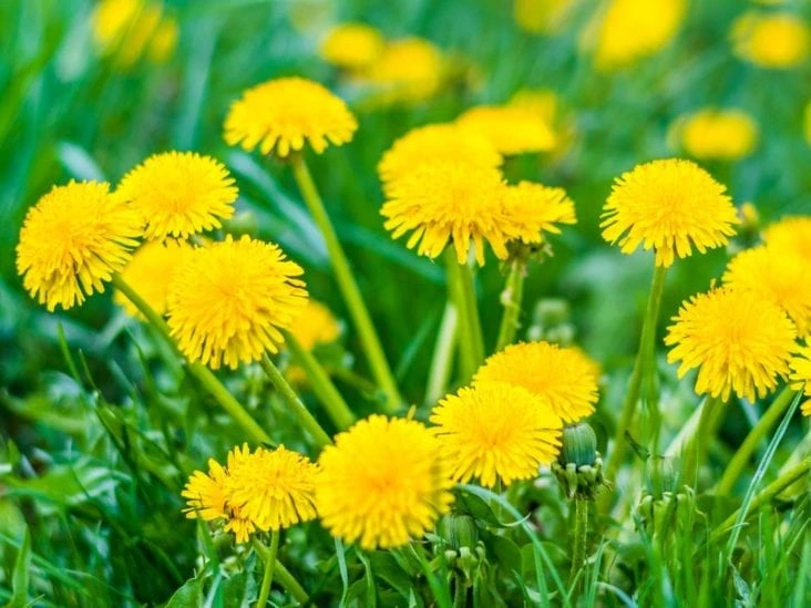 Dandelion