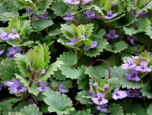 ground-ivy