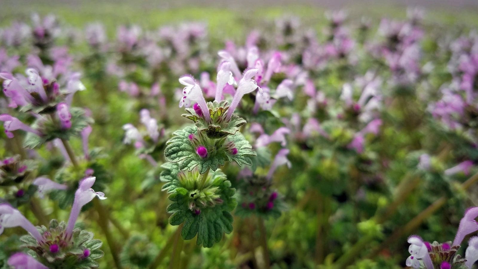 Henbit