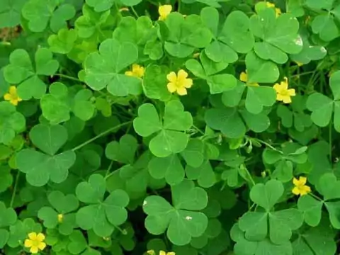 woodsorrel