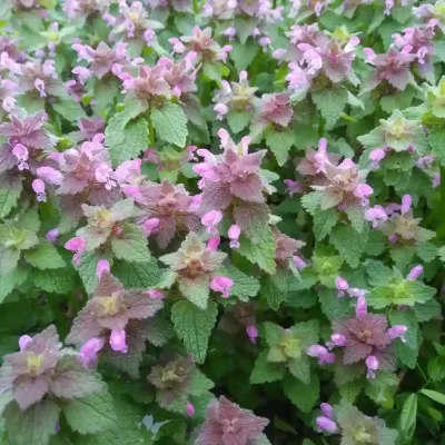 dead-nettle