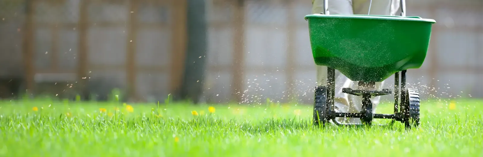 fertilizing lawn