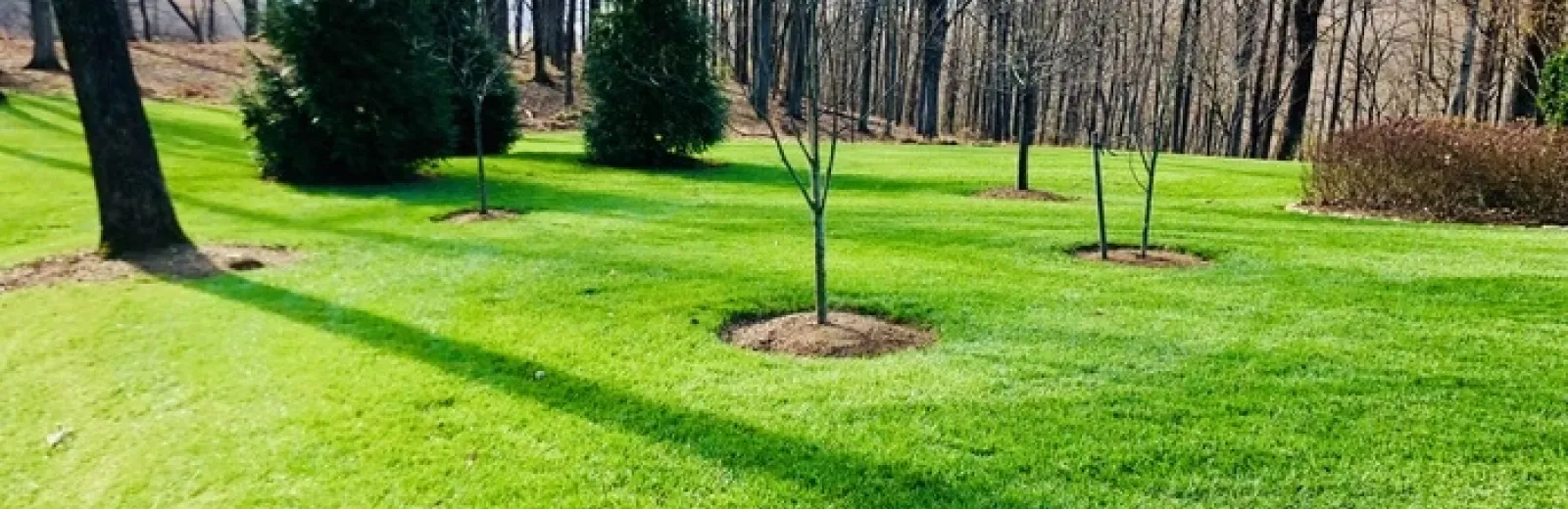 Large Grass Area