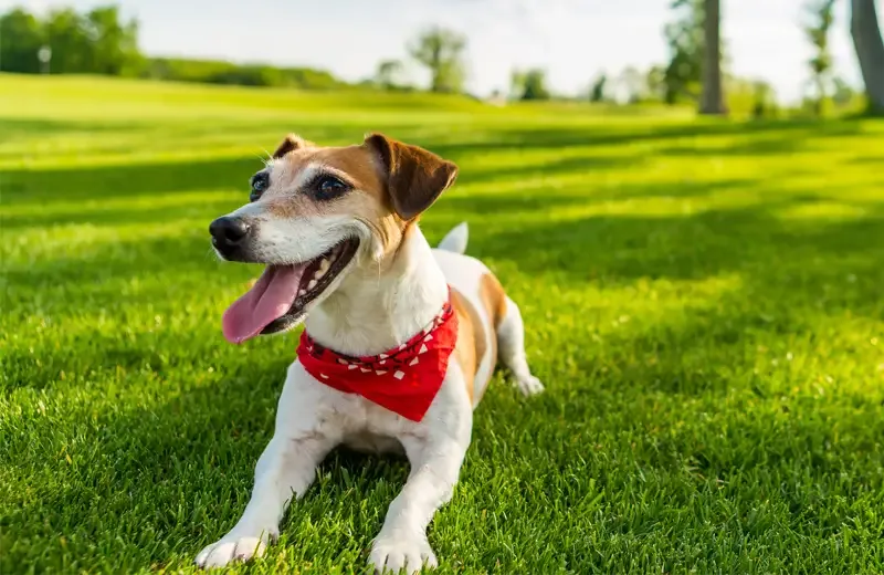 dog laying in green grass