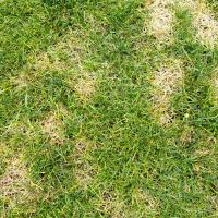 dollar spot lawn disease