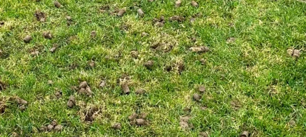 aeration