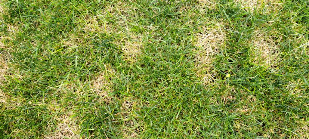 dollar spot lawn disease