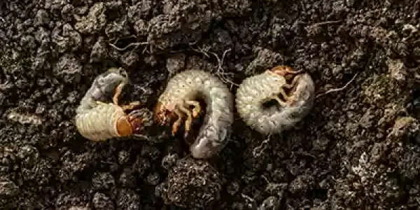 grubs-in-soil
